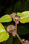 Hairy crabweed <BR>Clammyweed